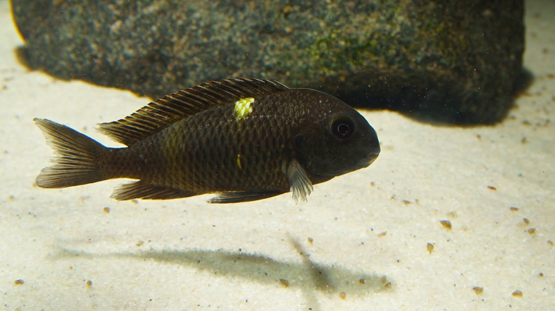 Tropheus sp. 'black' Lueba